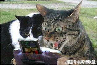 濮阳公交方块吃瓜猫,趣味互动，畅游城市新风尚