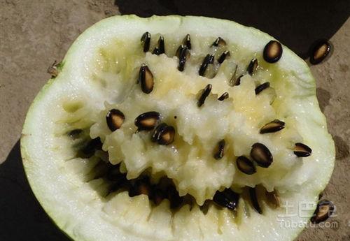 倩小q吃籽瓜,倩小Q的籽瓜美食之旅