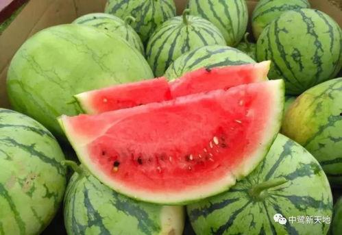 抱瓜吃瓜,共享喜悦，品味人生