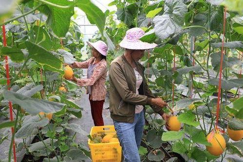 吃瓜精神的网红,揭秘网红背后的吃瓜精神